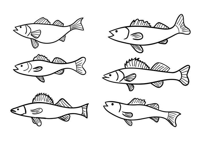 Walleye矢量