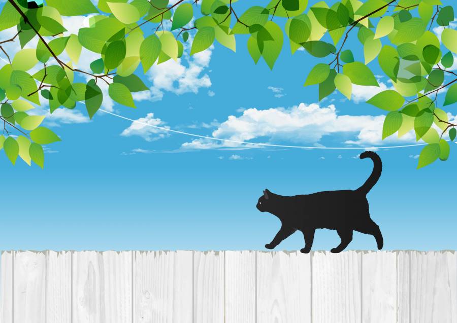 新鲜的绿色与黑猫和白色的木栅栏