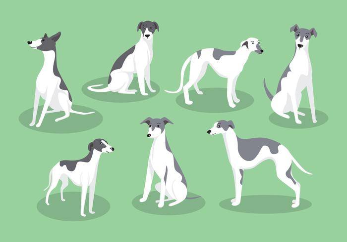 Whippet狗载体