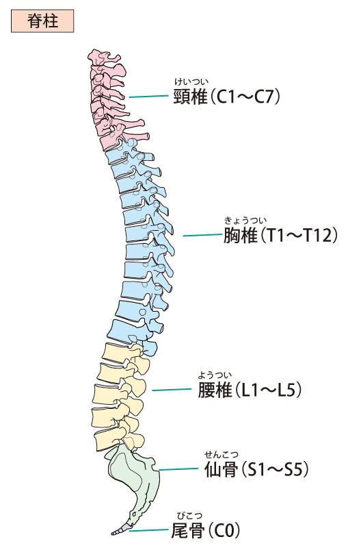脊柱（侧面）