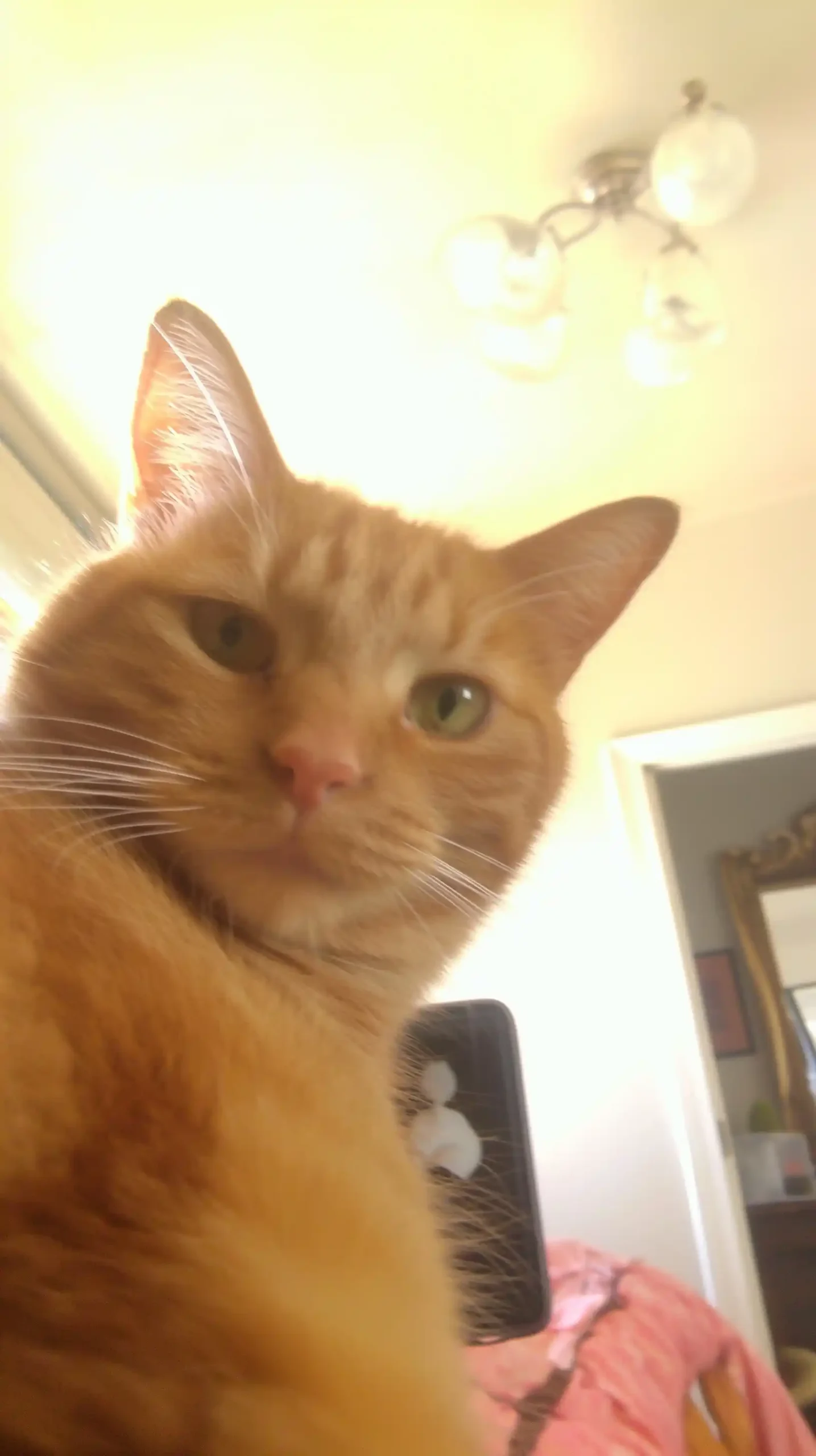 Raw Phone Cat Portrait Midjourney提示词