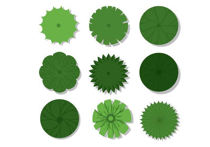 植物顶视图向量
