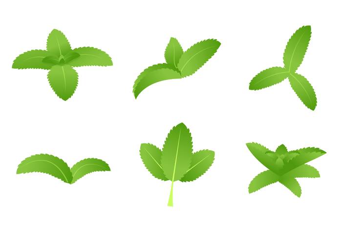 绿色甜叶菊矢量