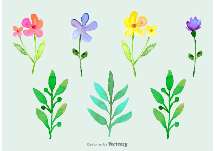 水彩的观赏花卉