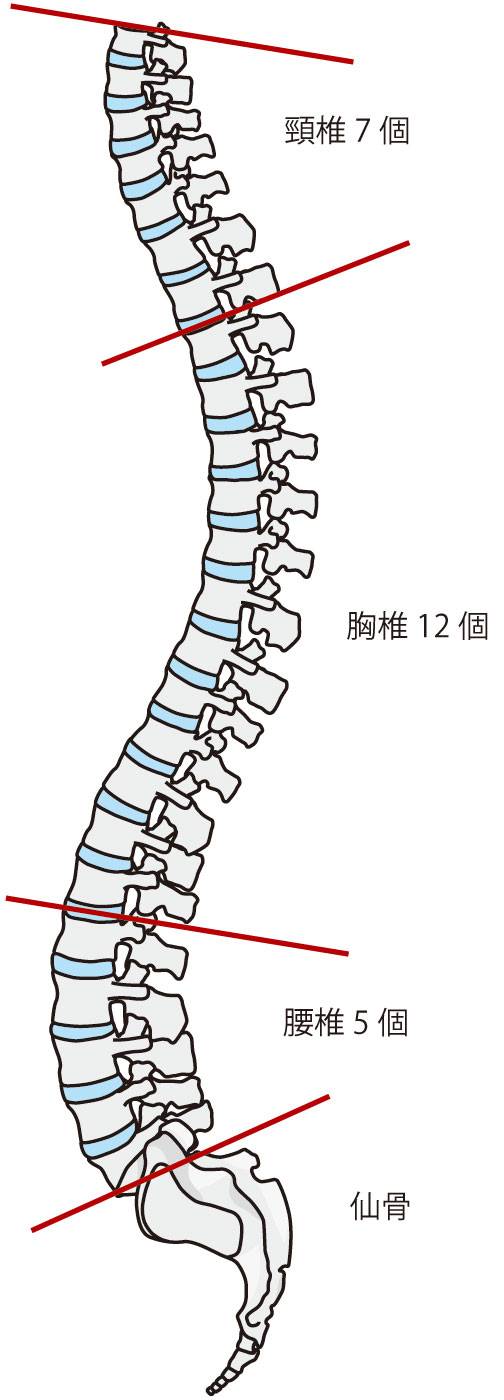 脊柱