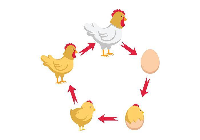 鸡的生长周期 变化图图片