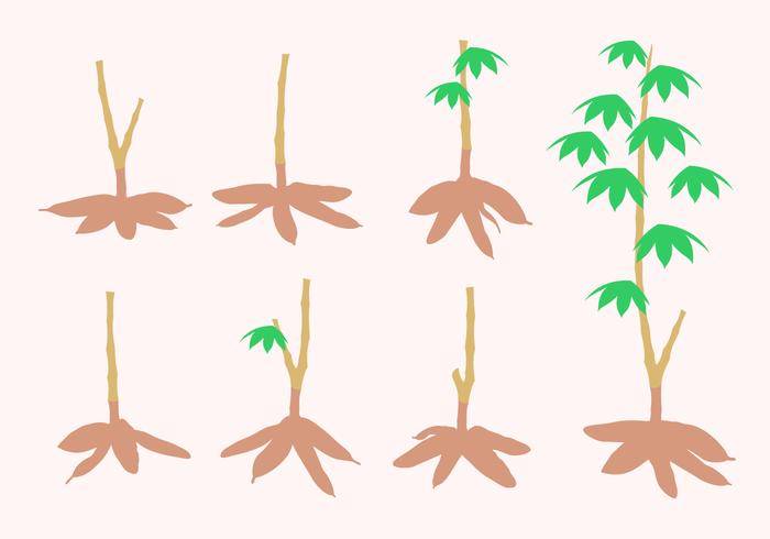 木薯树免费矢量