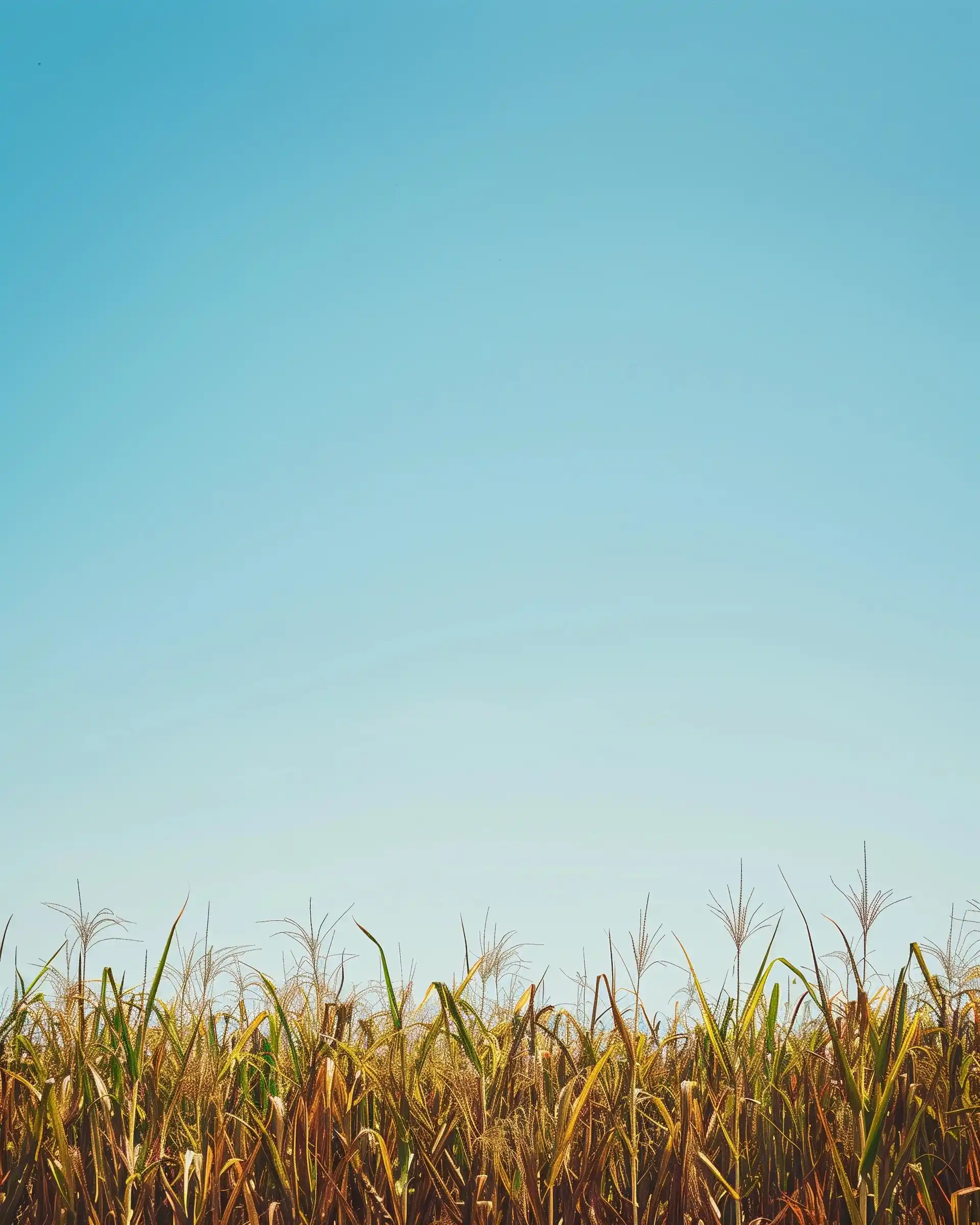 Minimalist Sugarcane Field Midjourney 提示词生成效果
