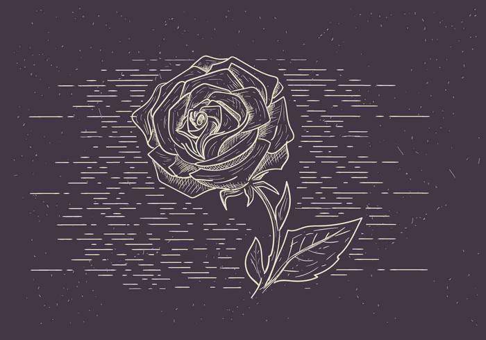 免费矢量花插图