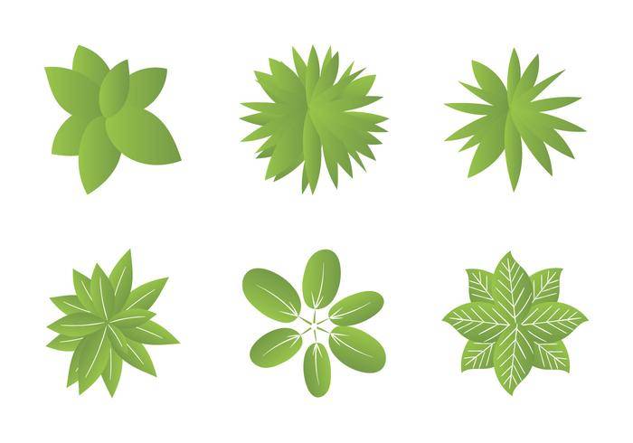 免费植物顶视图矢量插图