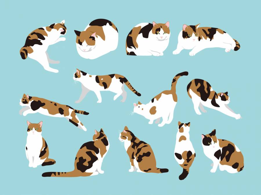 三和猫集