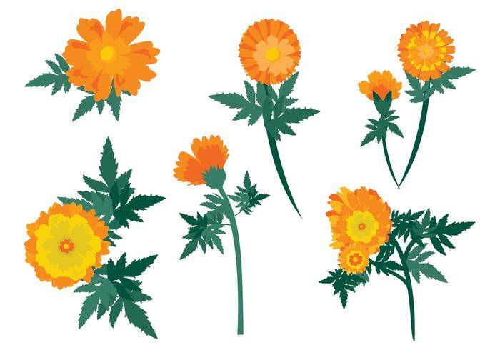 免费金盏花花矢量