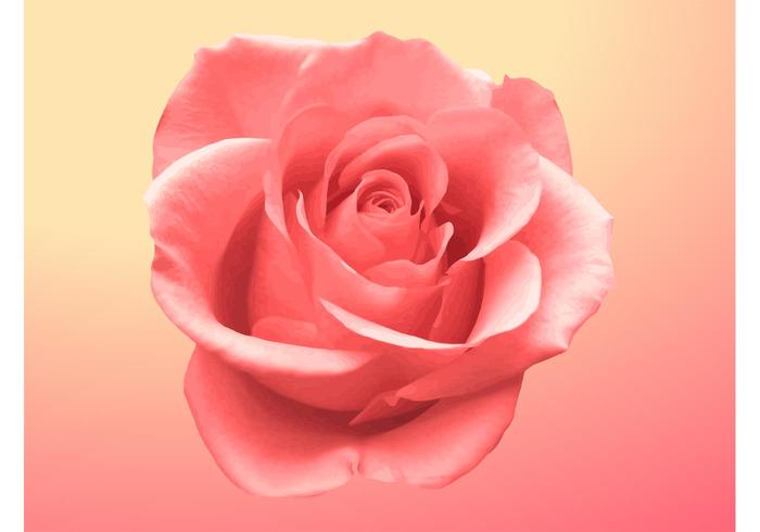 玫瑰开花