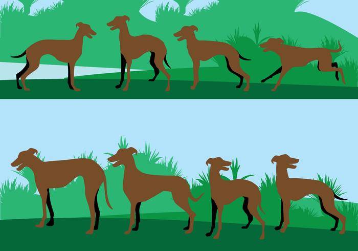 Whippet狗的插图