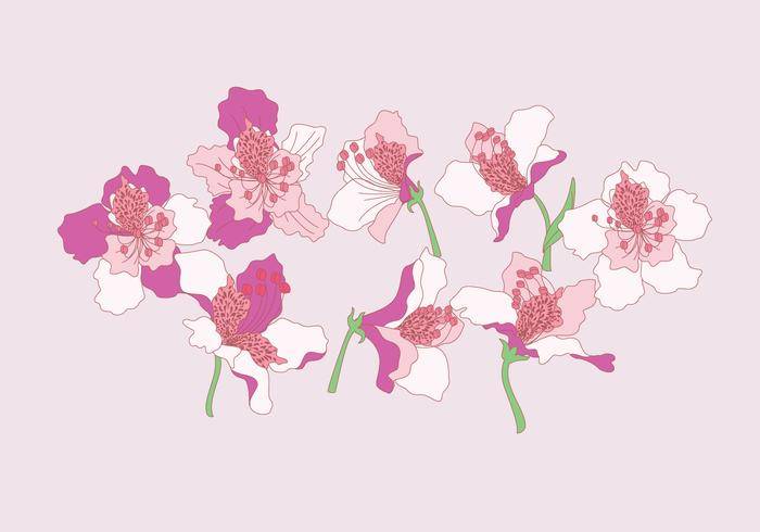 杜鹃花花矢量