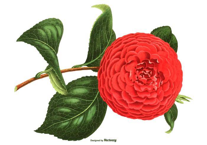复古花插图