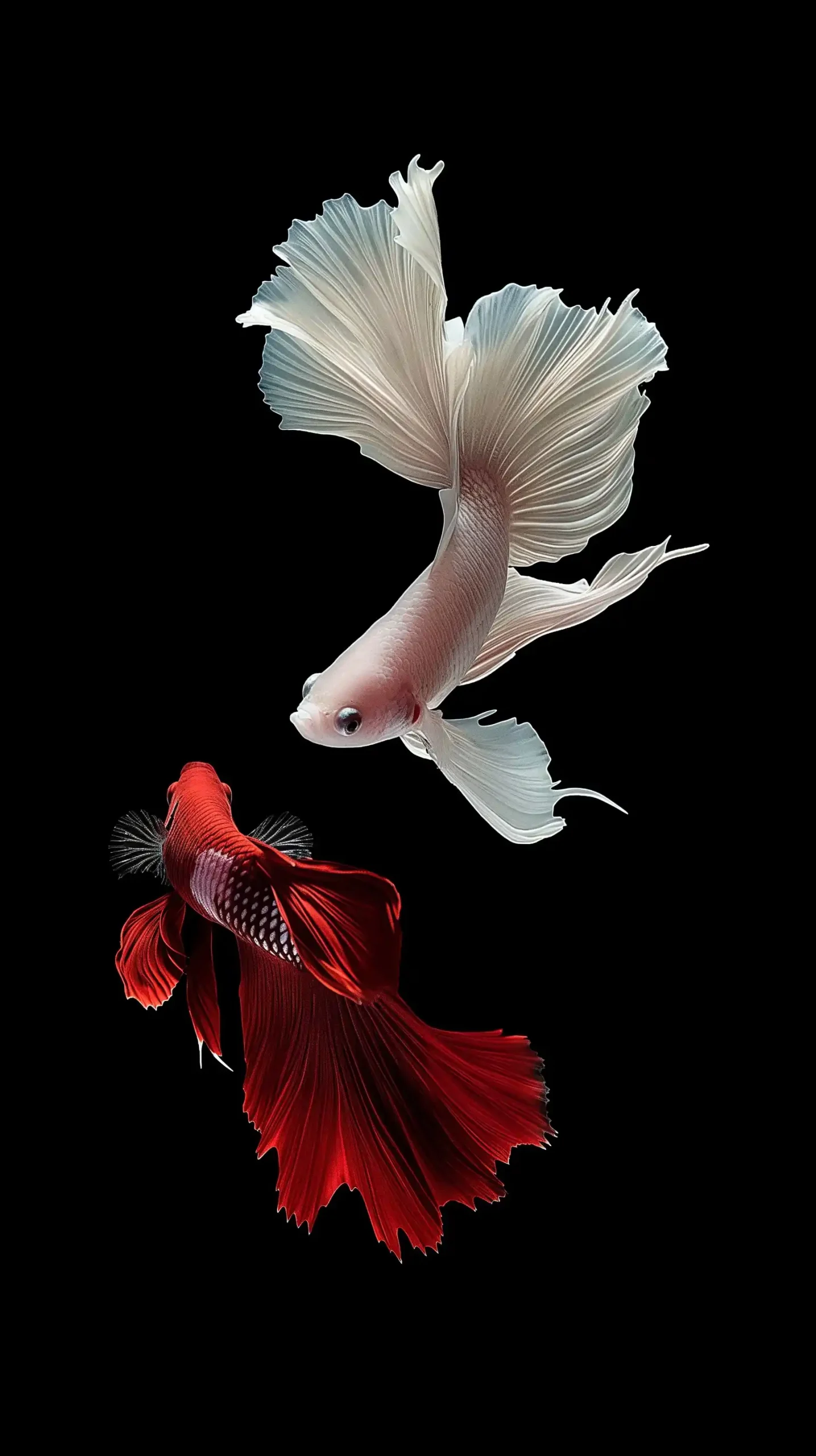 Surreal Betta Fish Trio Midjourney 提示词生成效果