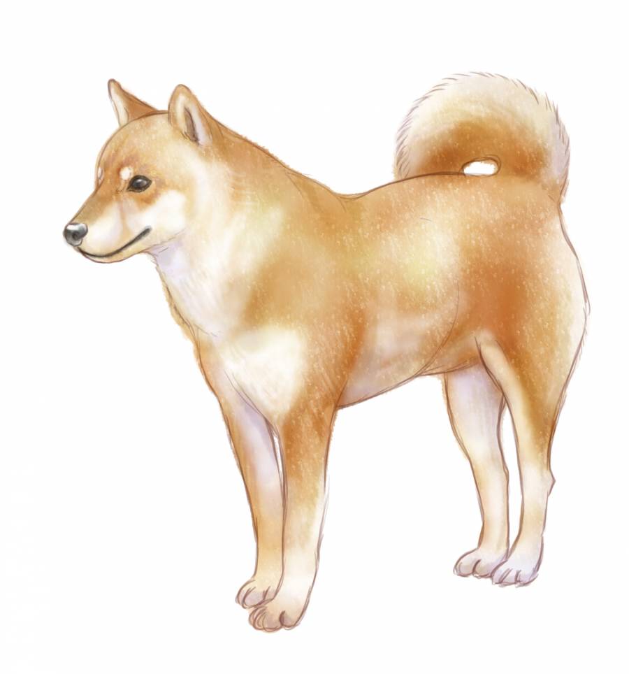 赤柴３