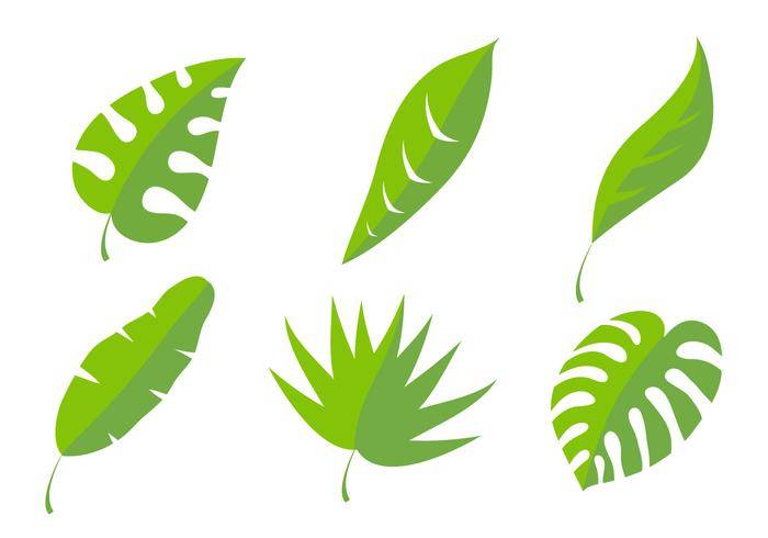 棕榈叶矢量