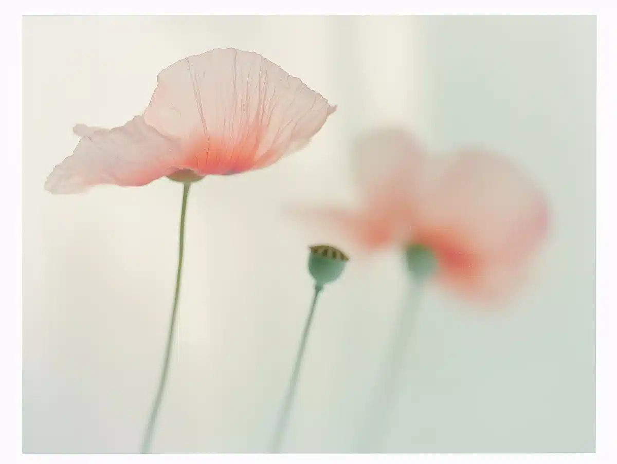 Ethereal Poppy in Blur Midjourney提示词