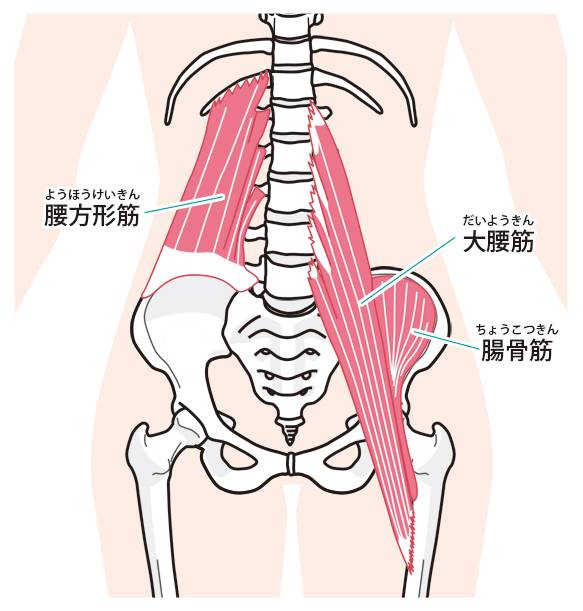 腰筋示意图图片