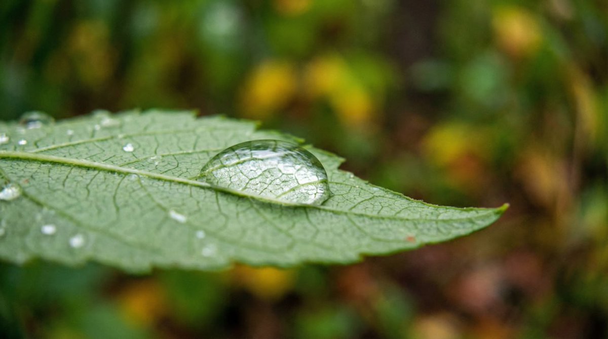 Macro Green Leaf with Water Droplet - Fresh Nature Photo Nano Banana提示词