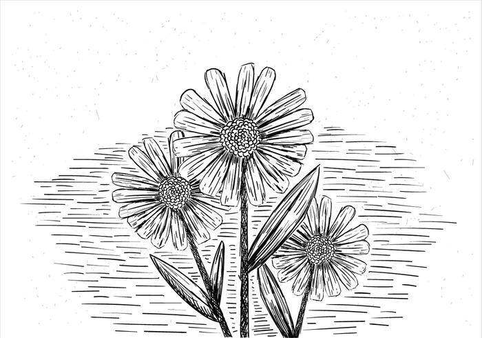免费手绘矢量花卉插画