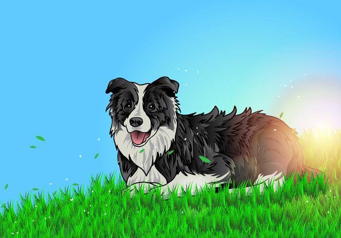 博德牧羊犬在地面上放置