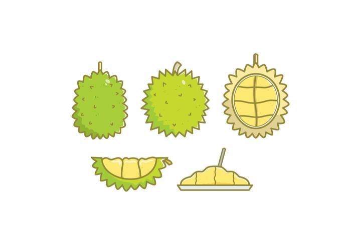 免费榴莲矢量插图