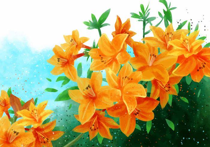 杜鹃花金鹰