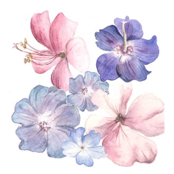 小花12  - 收集枇杷