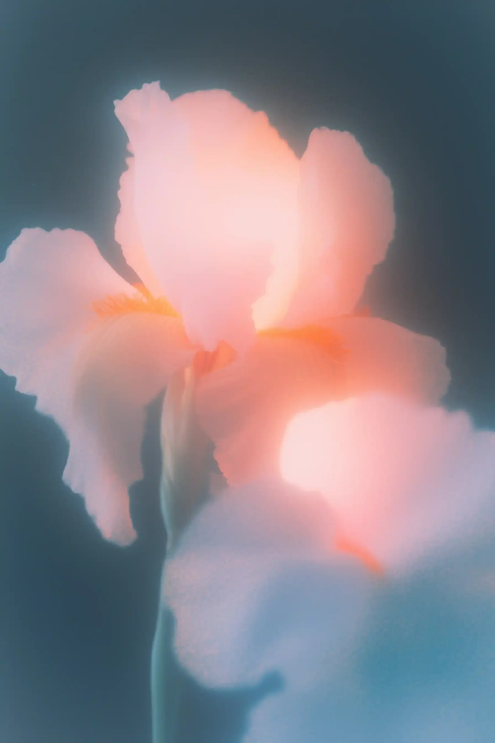 Ethereal Iris in Darkness Midjourney提示词