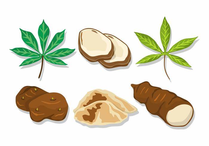 木薯传染媒介集合