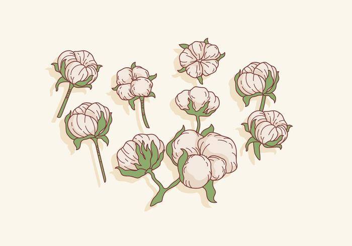 棉花花矢量