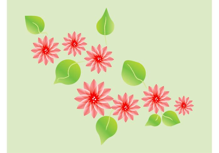 莲花开花