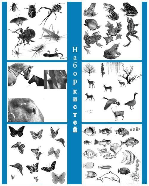 高清晰骏马、鹿、鹭、海洋生物、蝴蝶、鸟类、青蛙、昆虫、森林动物等PS笔刷集