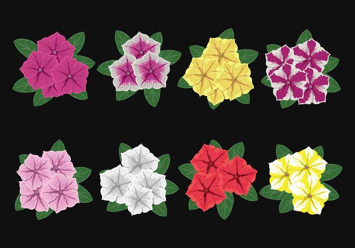 矮牵牛花矢量