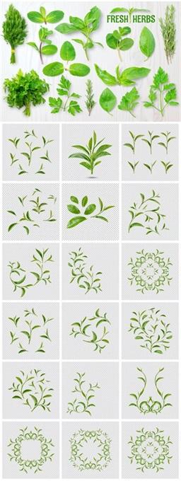 17款植物树叶元素PSD格式20221017
