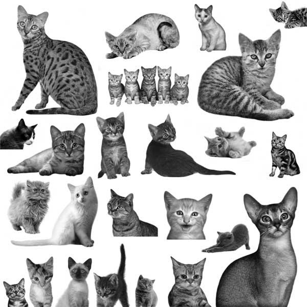 22款高清晰可爱猫咪PS笔刷