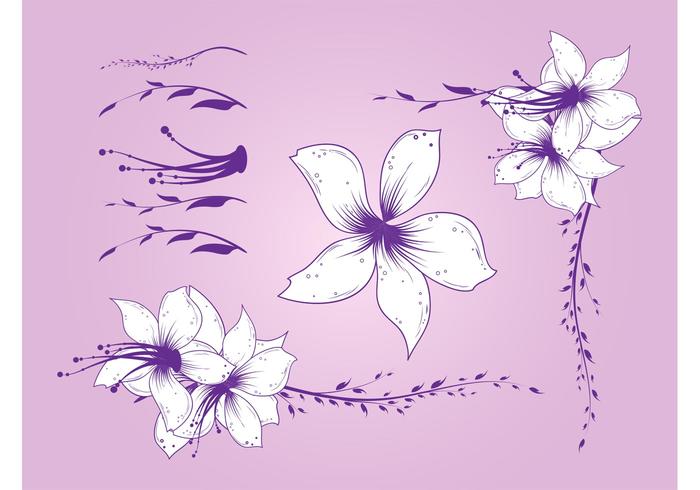 美丽的紫色花朵