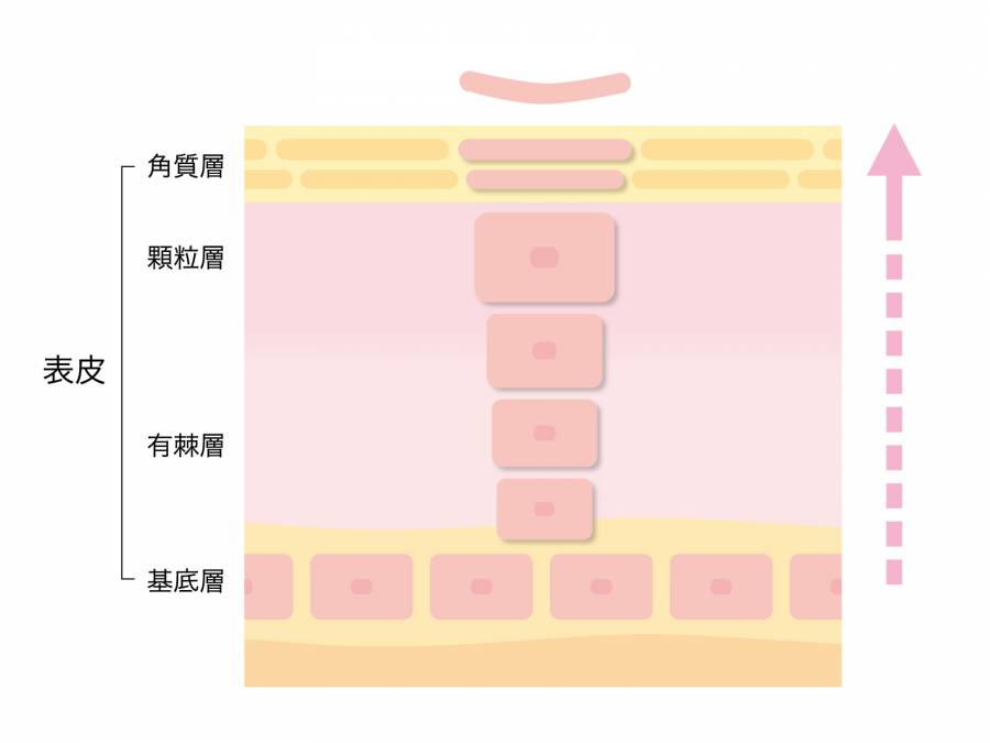 健康的皮肤营业额_剖面图
