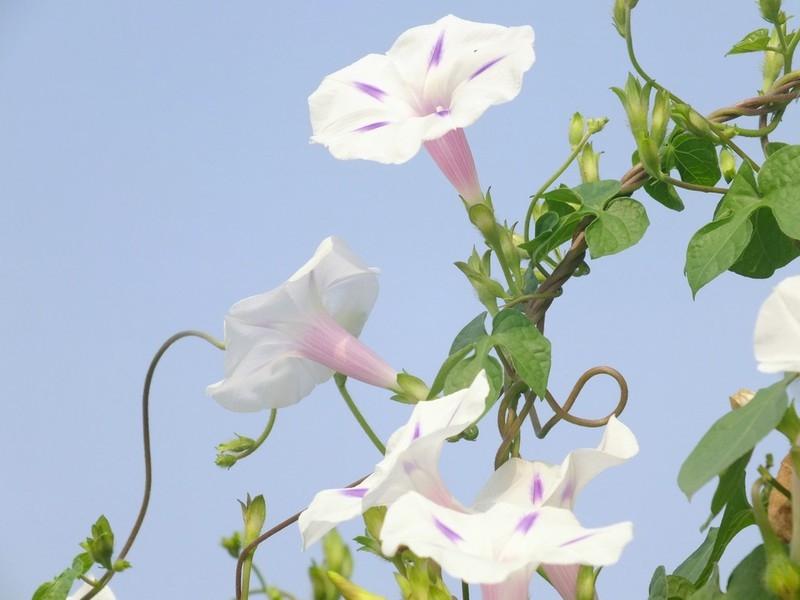各种牵牛花图片收集